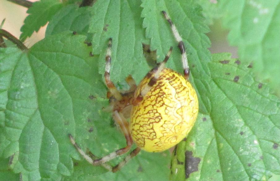 Araneus marmoreus